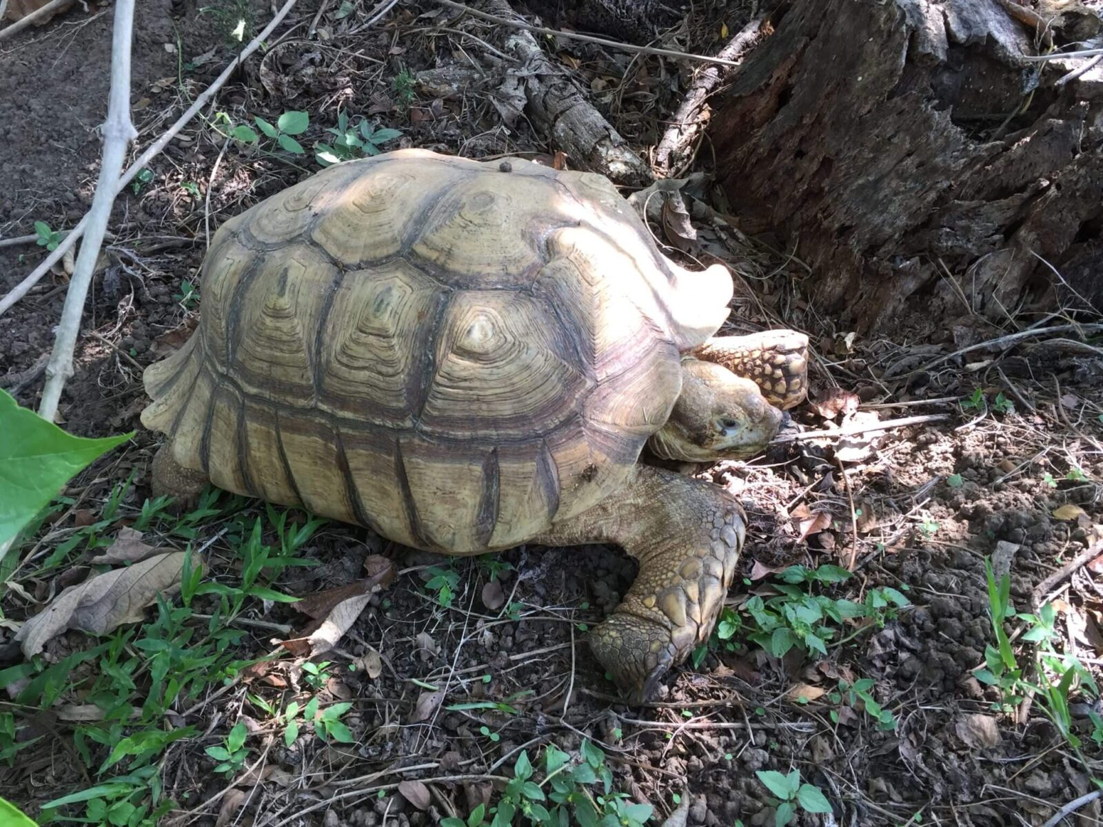 Tortugas (Geochelone sulcata)