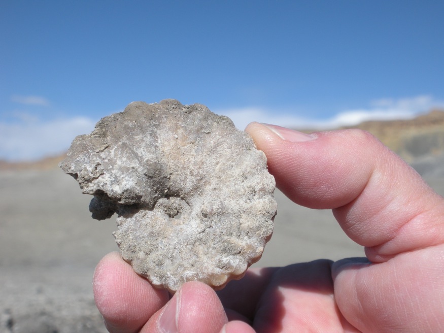 Arriba 52+ imagen fossil hunting utah Abzlocal.mx