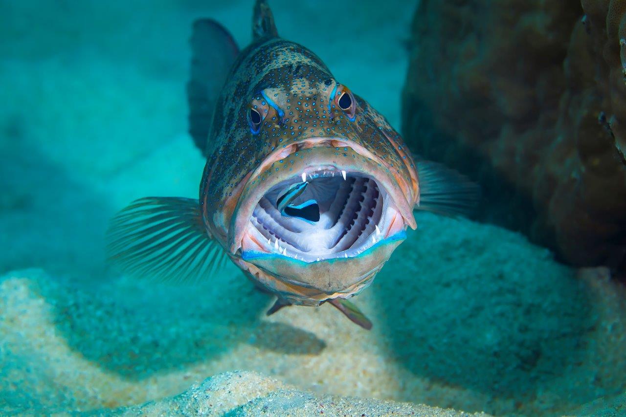 January 2024 Newsletter Nautilus Scuba Club Cairns