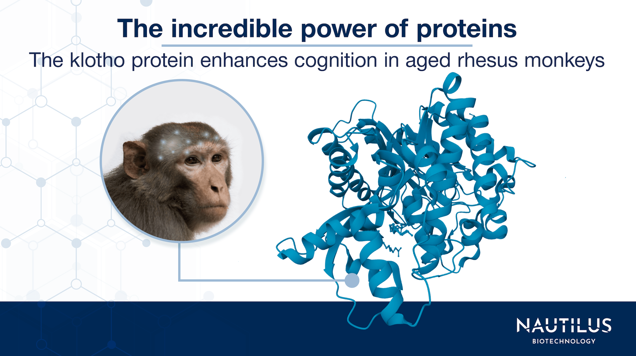 The incredible power of proteins The klotho protein enhances cognition