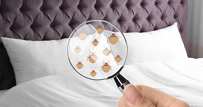 Bed Bug Attorneys Houston, Texas Nava Law Group, P.C.