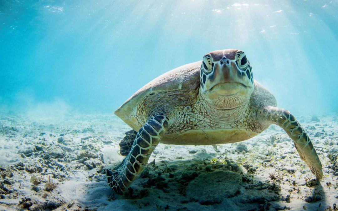5 Fun Facts About Sea Turtles & Making Better Veterinary