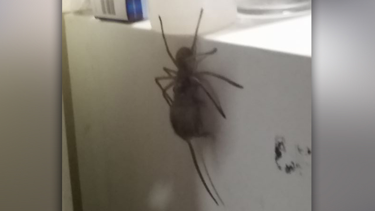 Man captures terrifying footage of massive spider carrying mouse up a