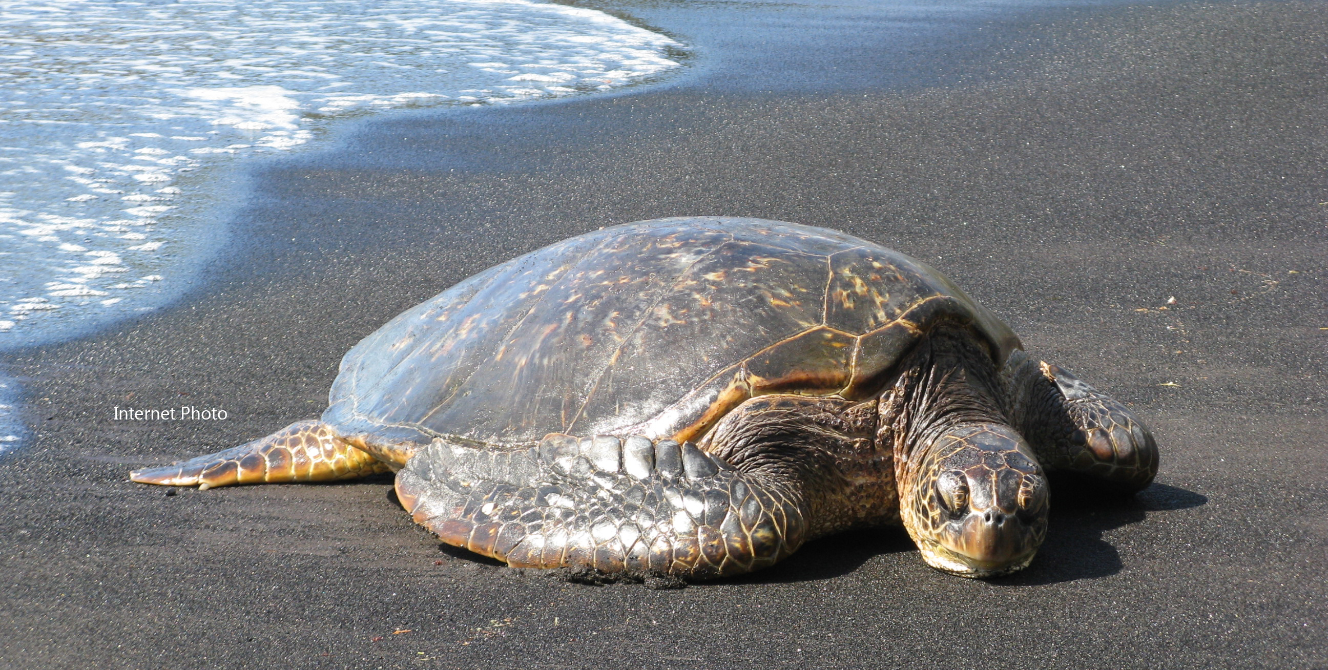 Please Help Protect Turtles Habitat NBC SVG