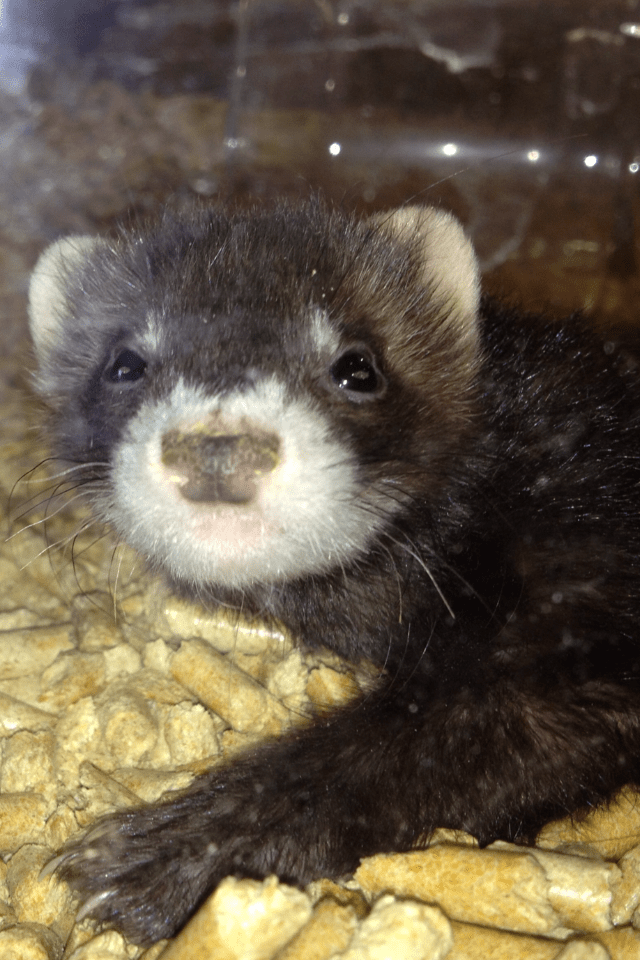 Bunnies & Ferrets! New Braunfels Feed & Supply