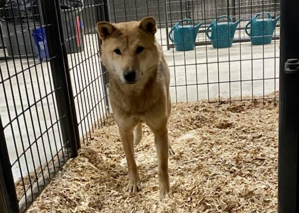Animal Rescue Without Borders North Country Animal League