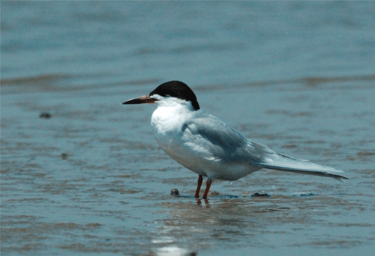 The Bird Island Coastal Reserve North Carolina Coastal Federation