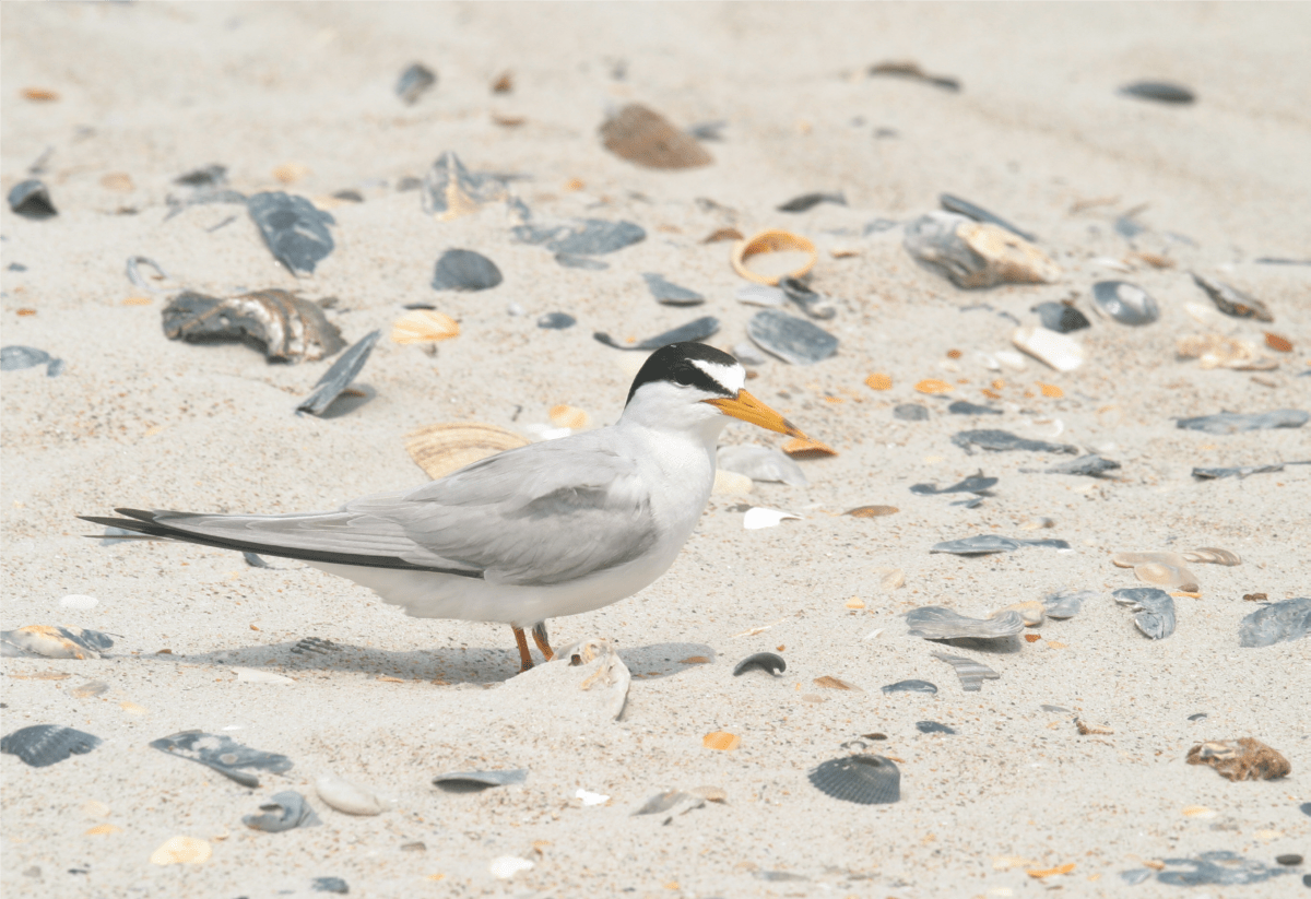 The Bird Island Coastal Reserve North Carolina Coastal Federation