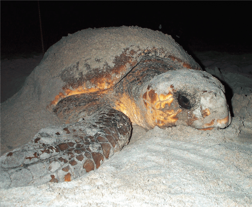 The Bird Island Coastal Reserve North Carolina Coastal Federation