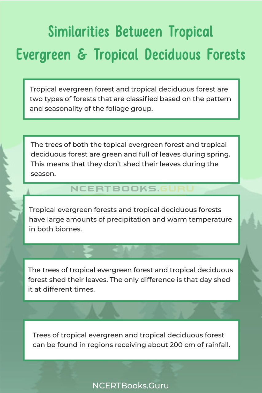 😍 Define tropical deciduous forest. Top 20 Deciduous Forest Facts. 2022