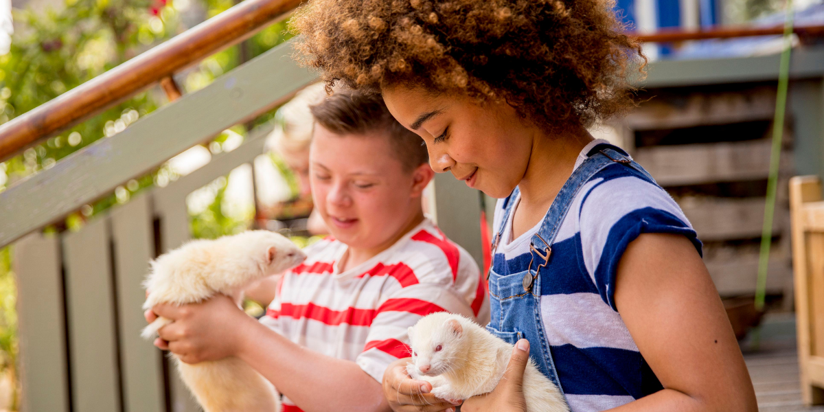 Does PetSmart Sell Ferrets? (Full Guide) Discovering Employment Paths