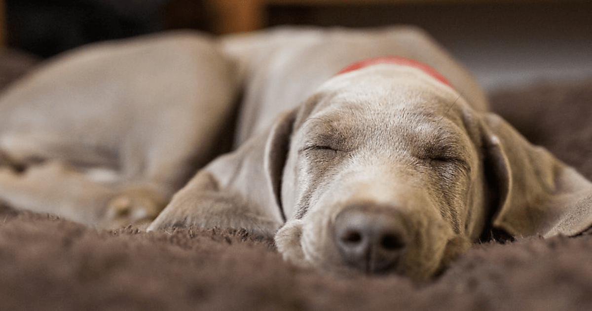 How Much Does it Cost to Put a Dog to Sleep at PetSmart?
