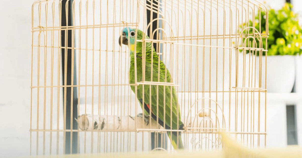 How Much Does an Indian Ringneck Parrot Cost? Full Guide