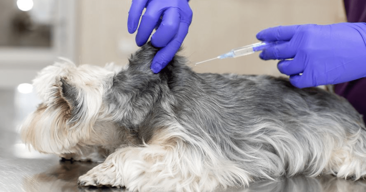 Free or LowCost Veterinary Care Discovering Employment Paths and