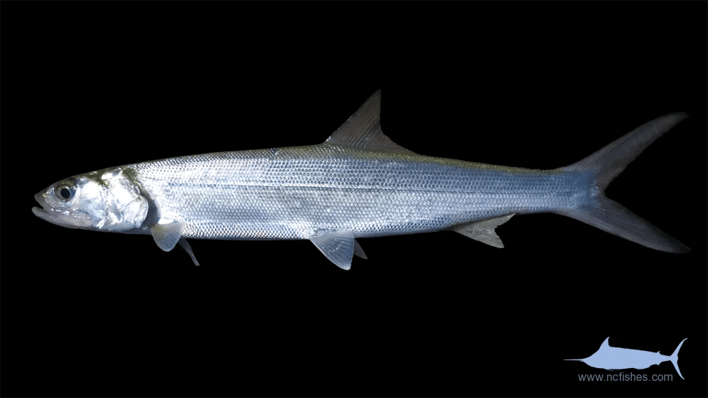 Dockside Fishes of North Carolina Fishes of North Carolina