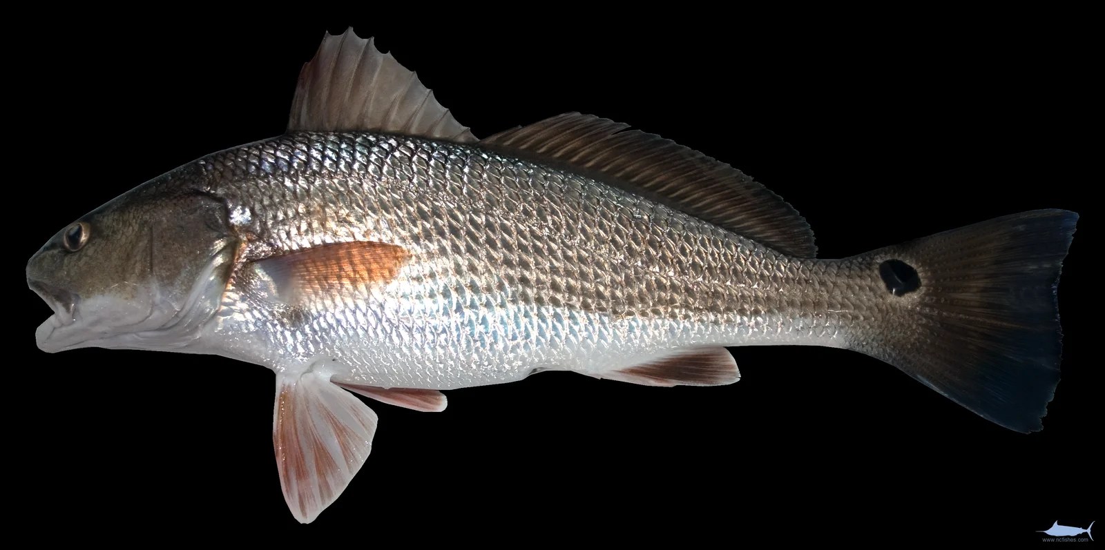 Dockside Fishes of North Carolina Fishes of North Carolina