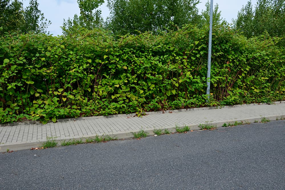 Attorneys Report Significant Victory for Wake County Property Owner