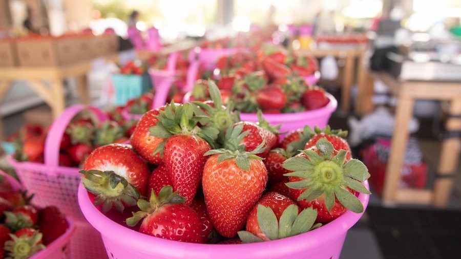 What Fruit is in Season Right Now? Spring, Summer & Fall Editions