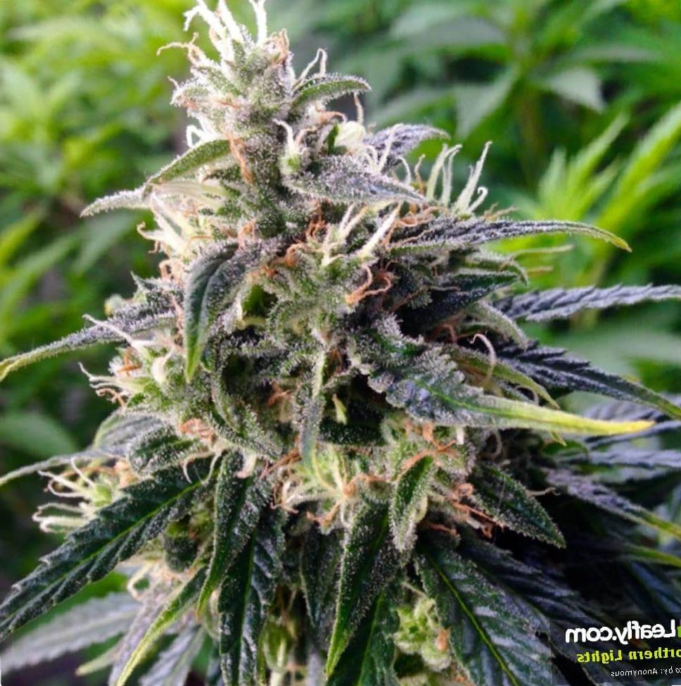 Marijuana Northern Lights Strain Review NCSM