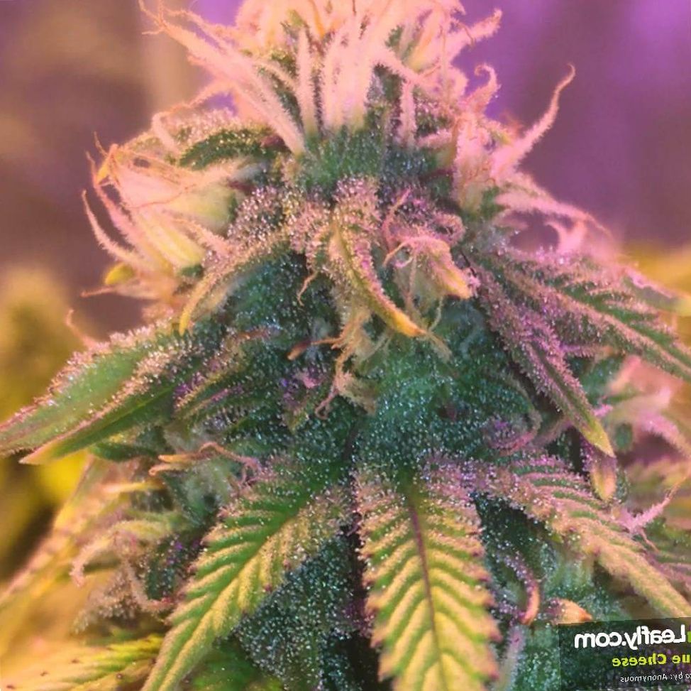 Marijuana Blue Cheese Strain Review NCSM