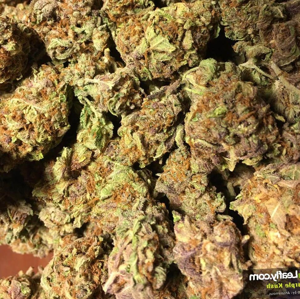 Marijuana Purple Kush Strain Review NCSM