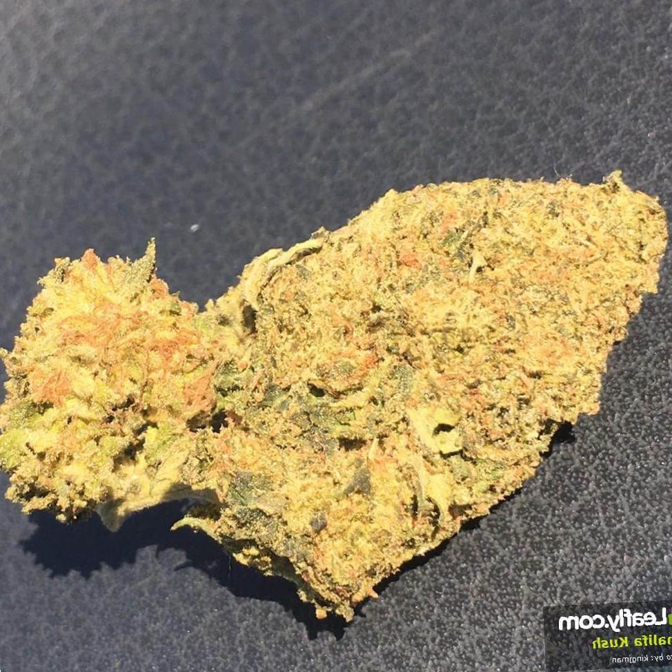 Marijuana Khalifa Kush Strain Review NCSM