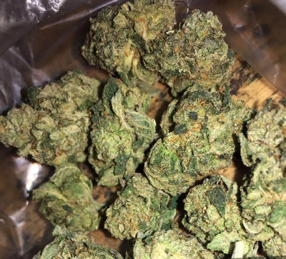 Marijuana Girl Scout Cookies Strain Review NCSM