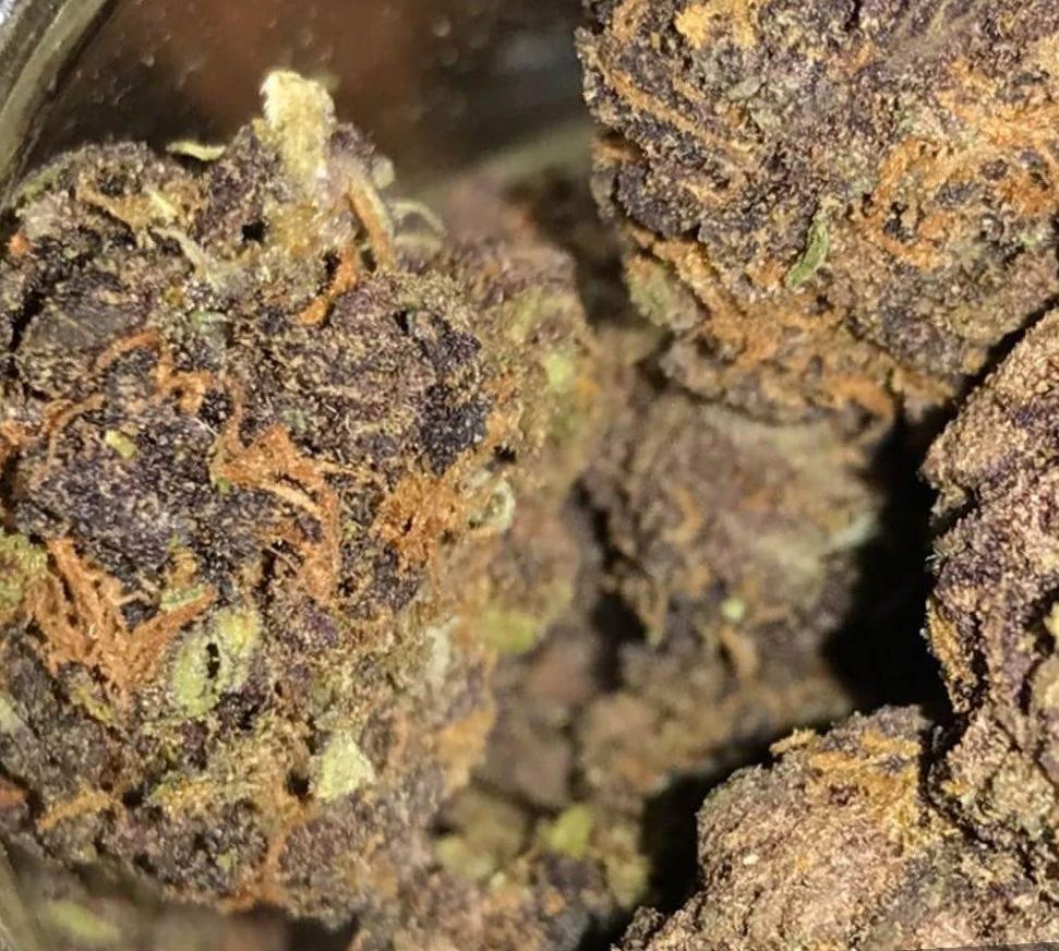 Marijuana Blue Dream Strain Review NCSM