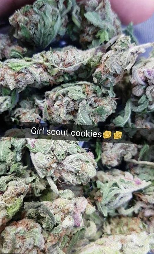 Marijuana Girl Scout Cookies Strain Review NCSM