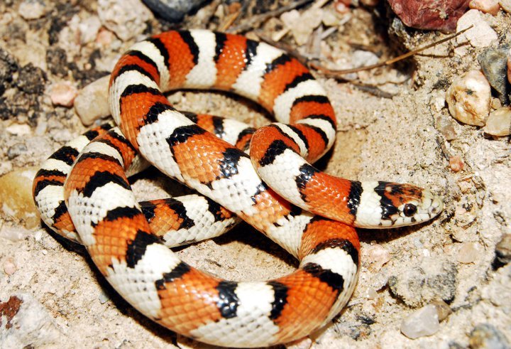 Western Milksnake (Lampropeltis Gentilis) - North Dakota Herp Atlas