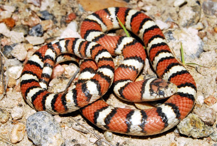 Western Milksnake (Lampropeltis Gentilis) - North Dakota Herp Atlas