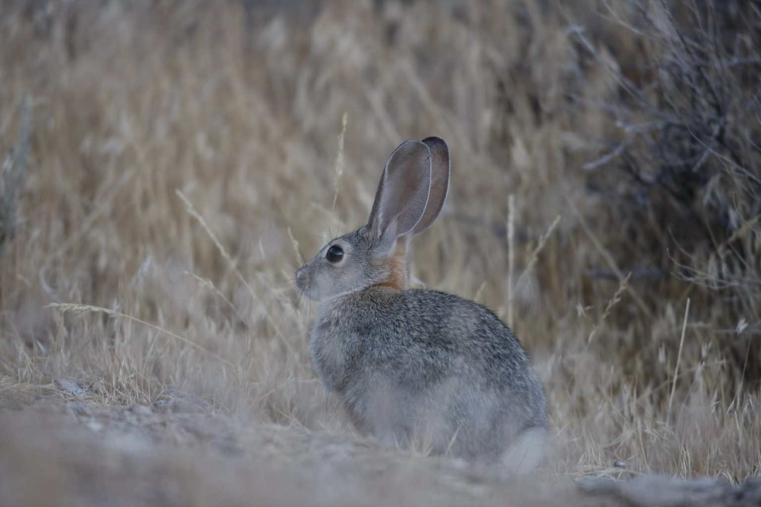 Desert Cottontail - NDOW