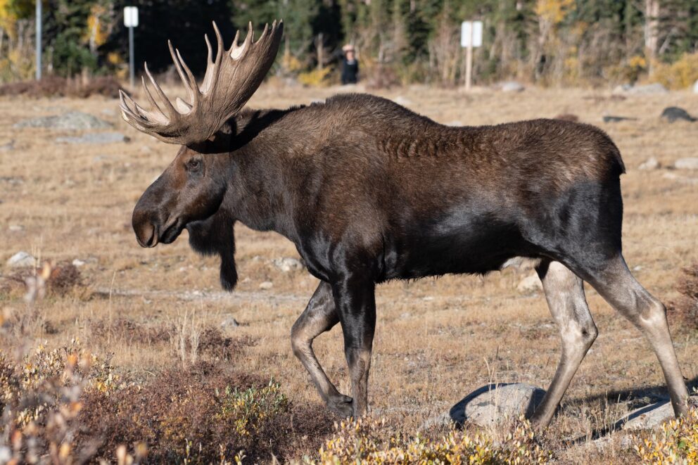 Moose (Shiras Moose) NDOW