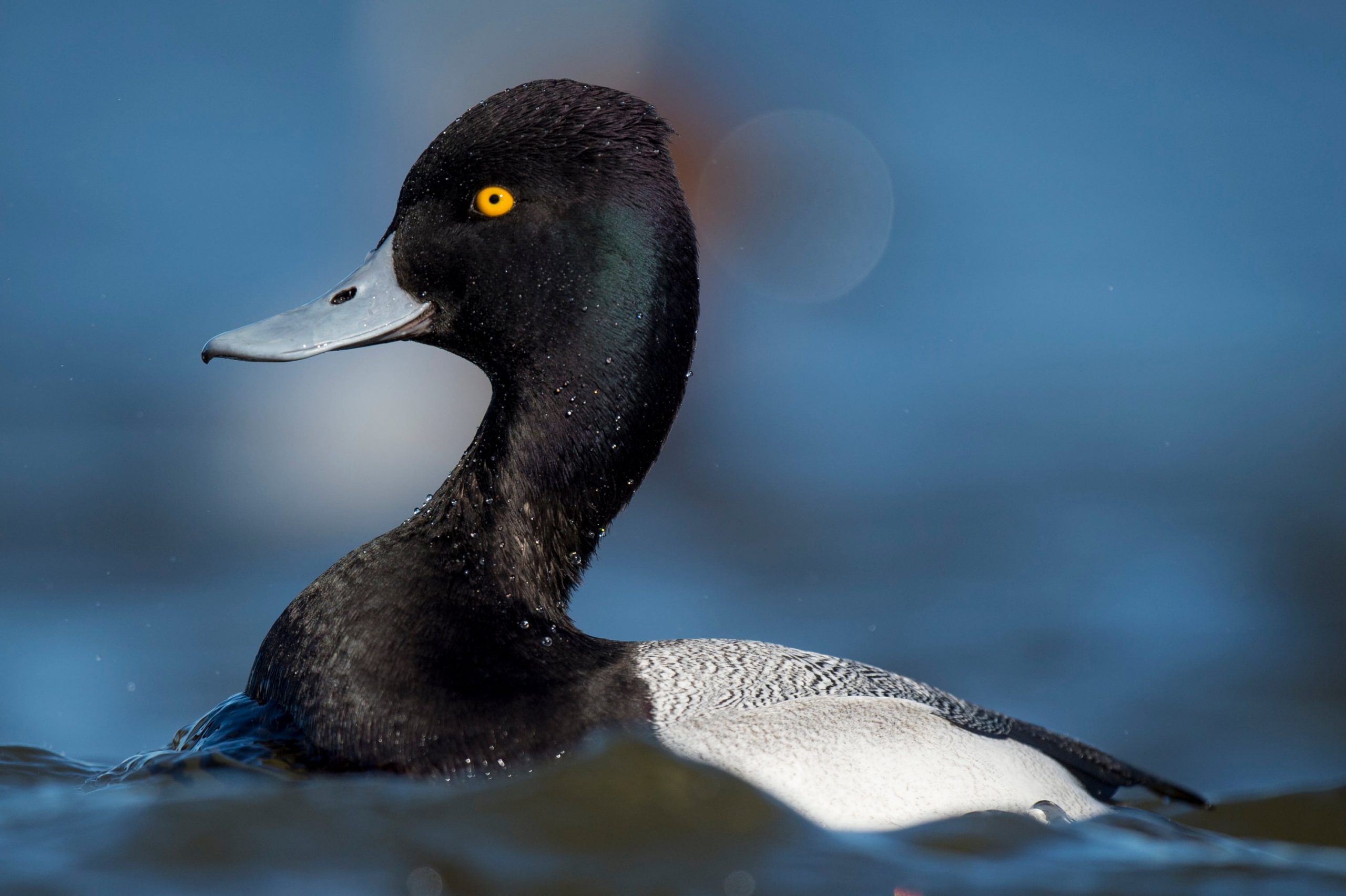 Lesser Scaup NDOW