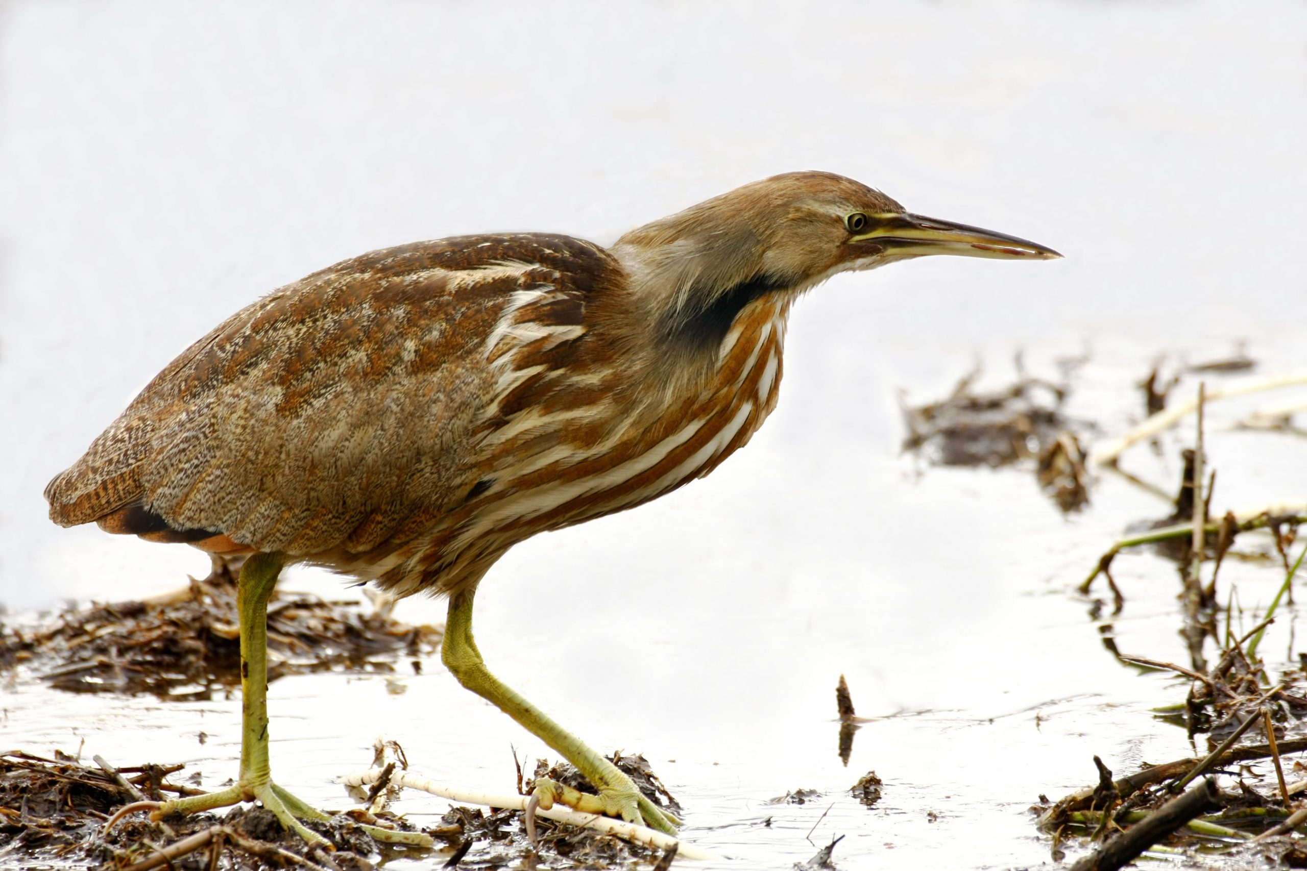 American Bittern