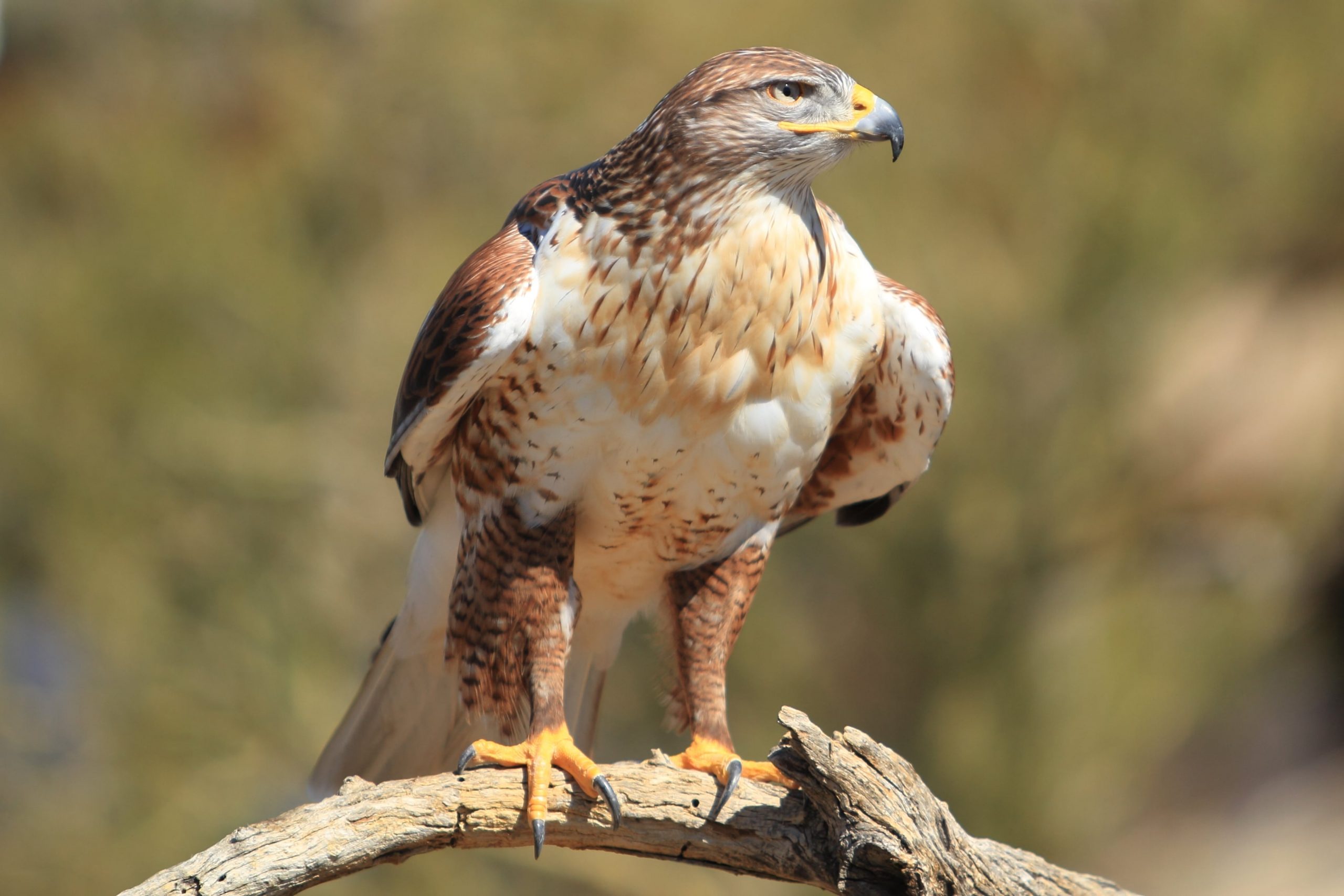 Ferruginous Hawk NDOW