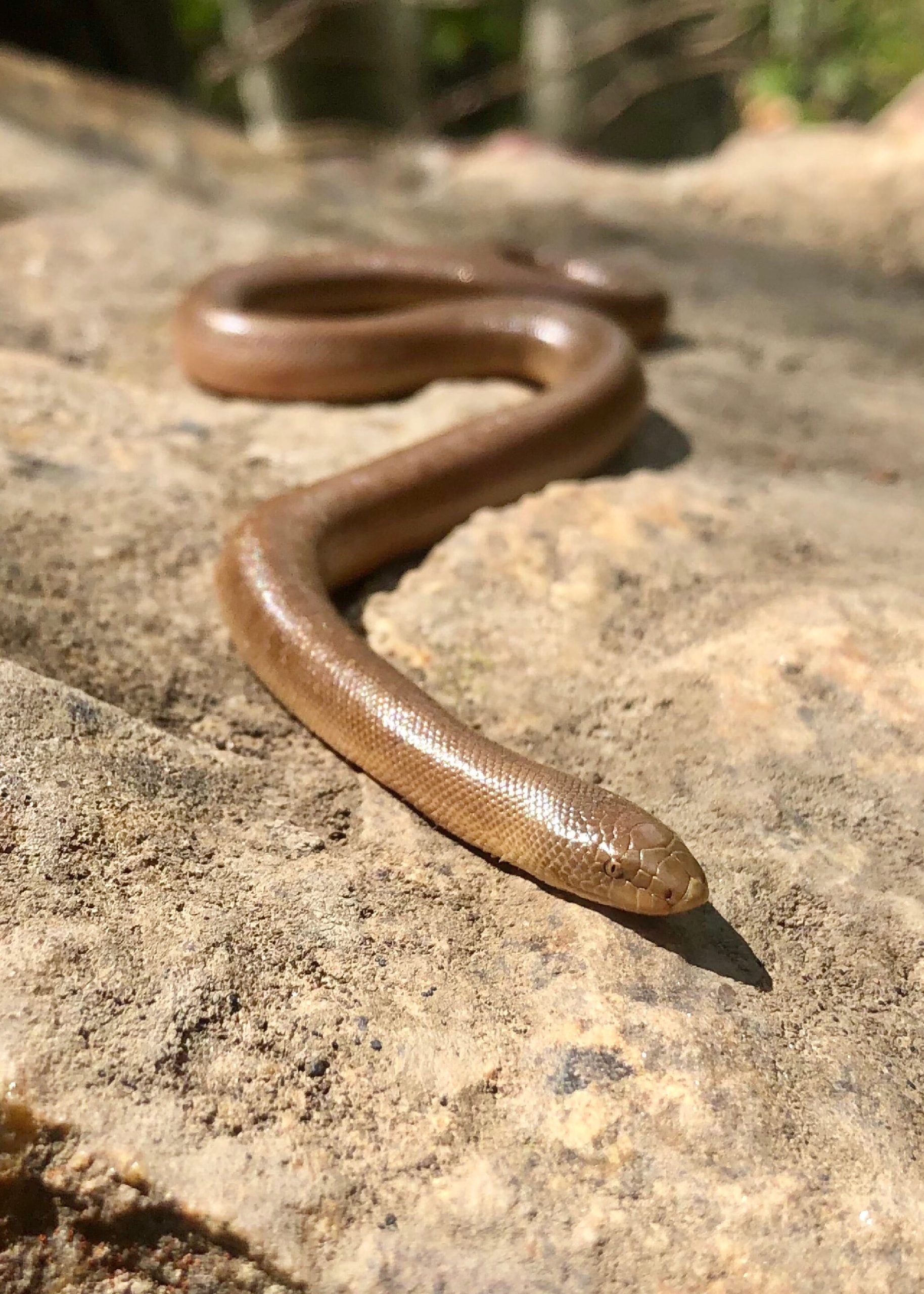Northern Rubber Boa NDOW