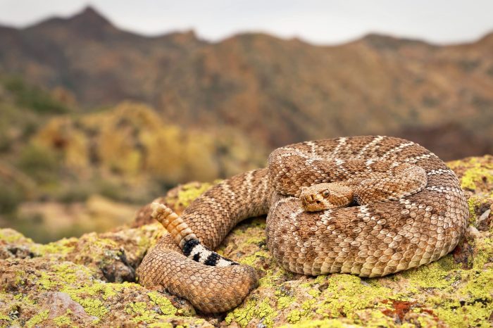 Diamondback snake facts