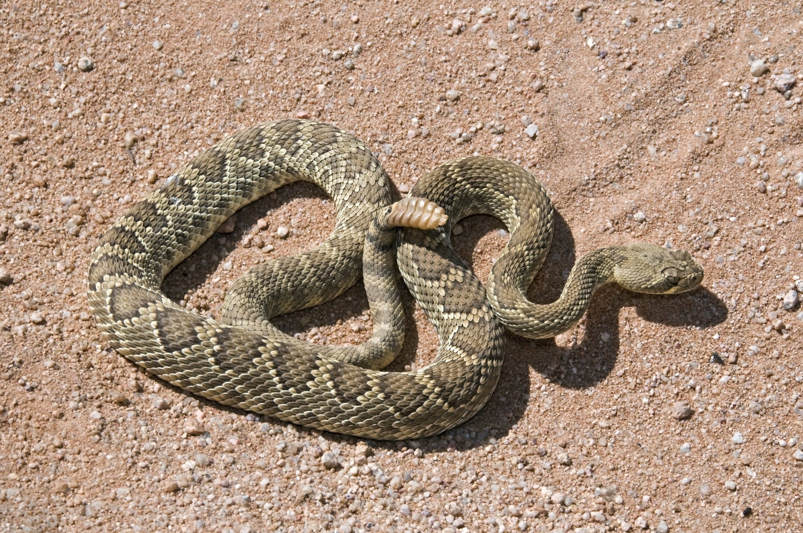 Mojave Green Rattlesnake NDOW