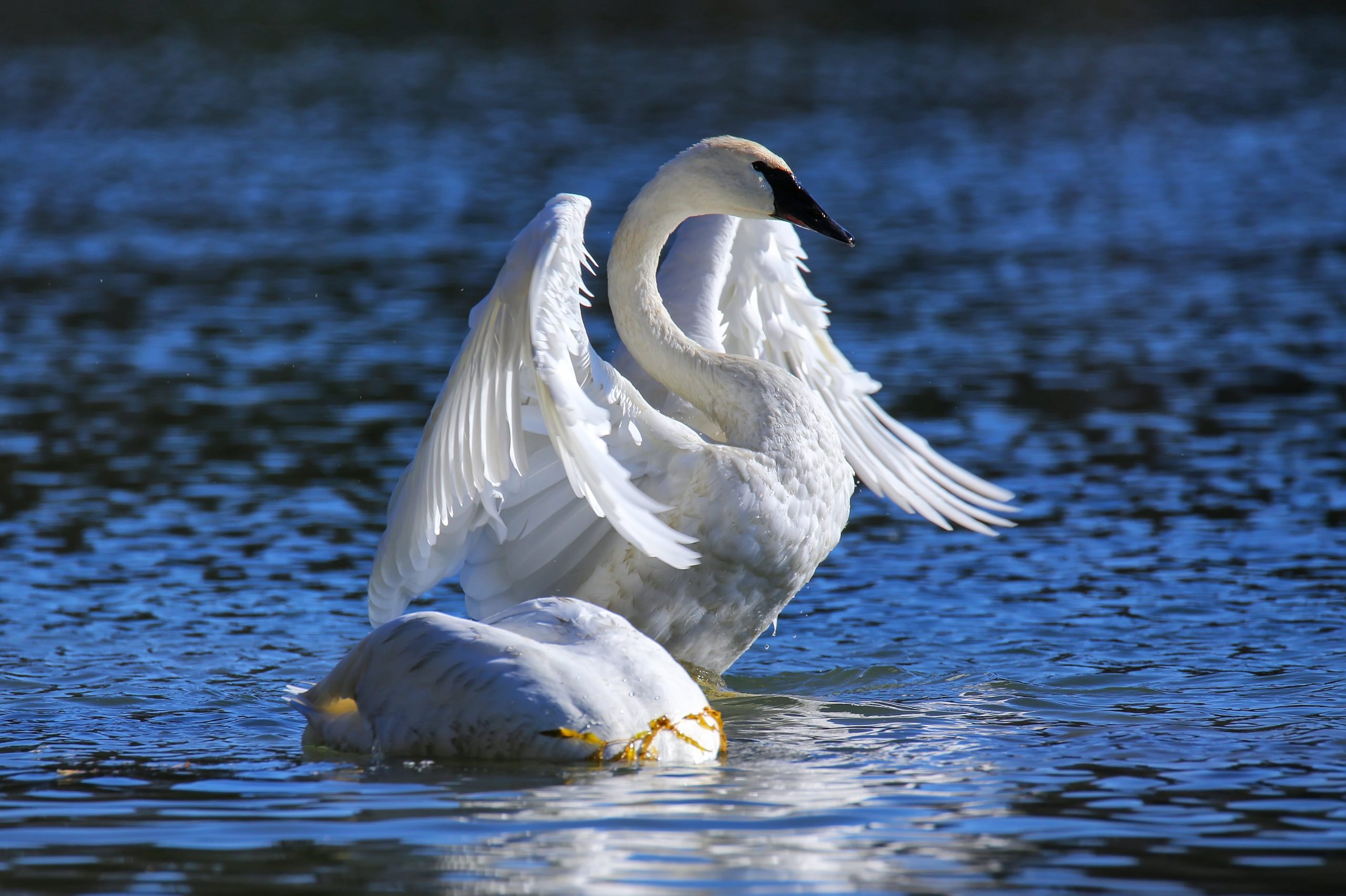 Trumpeter Swan NDOW