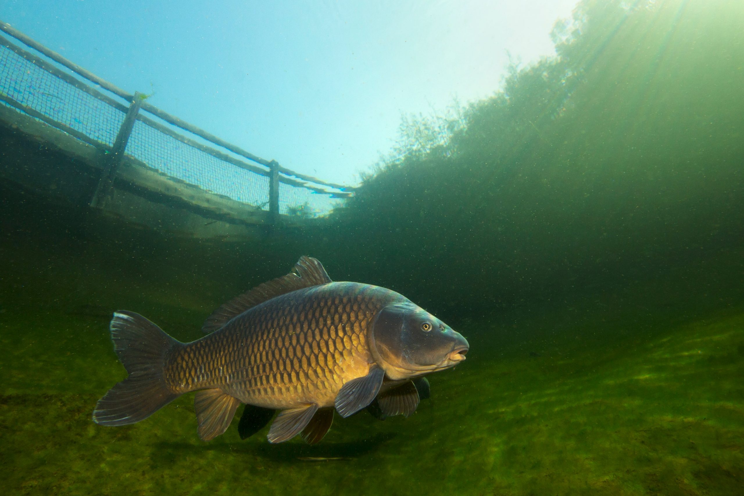 Common Carp NDOW