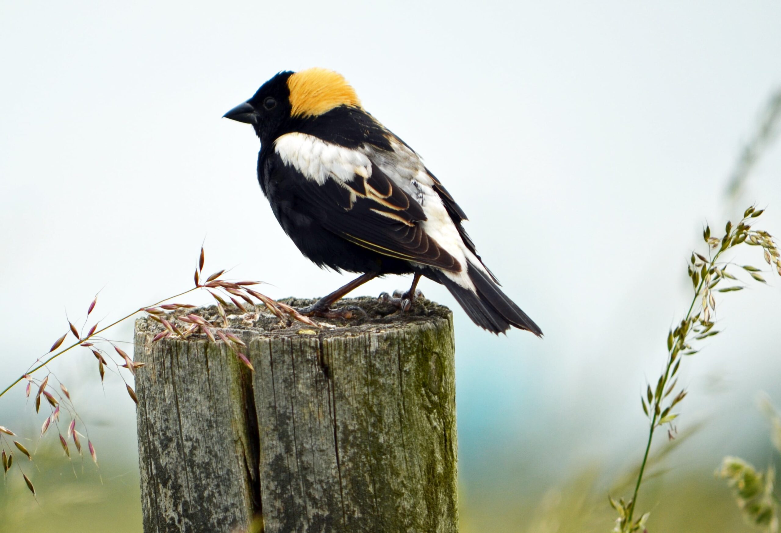 Bobolink NDOW
