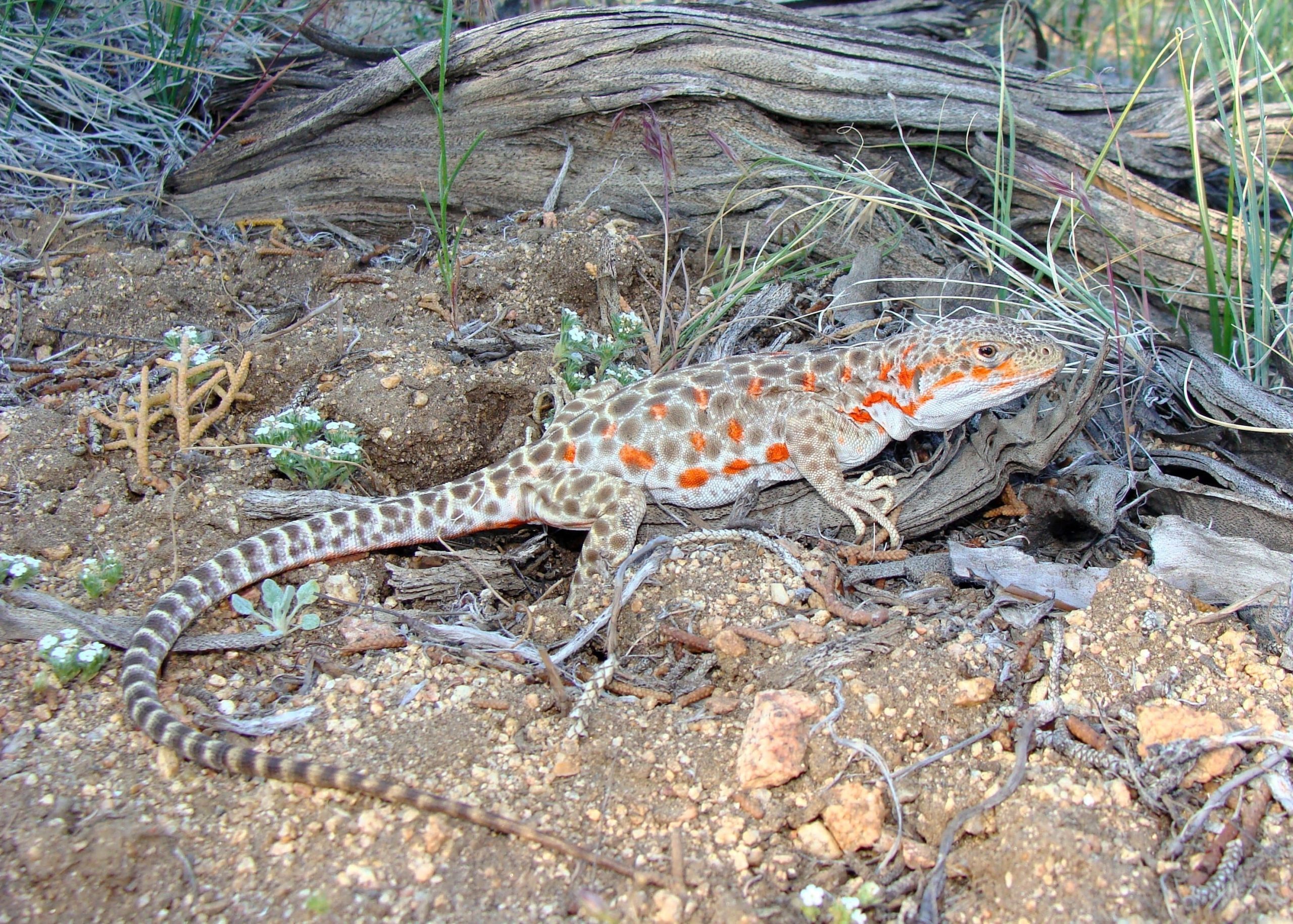 Longnosed Leopard Lizard NDOW
