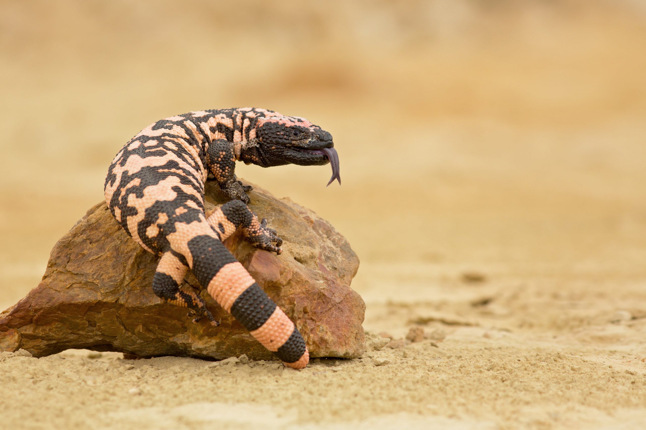 Gila Monster - NDOW