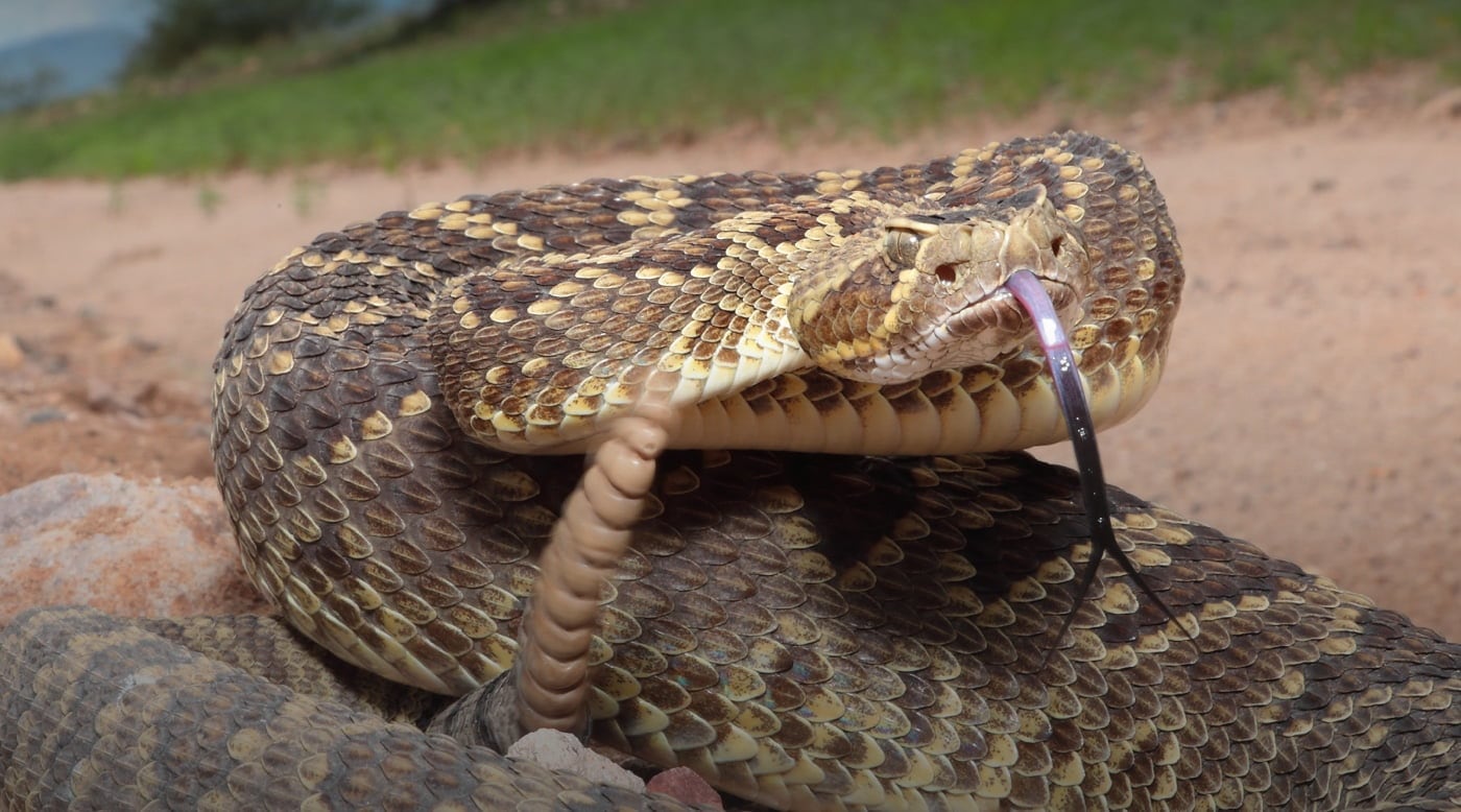 Species Information Nevada Wildlife