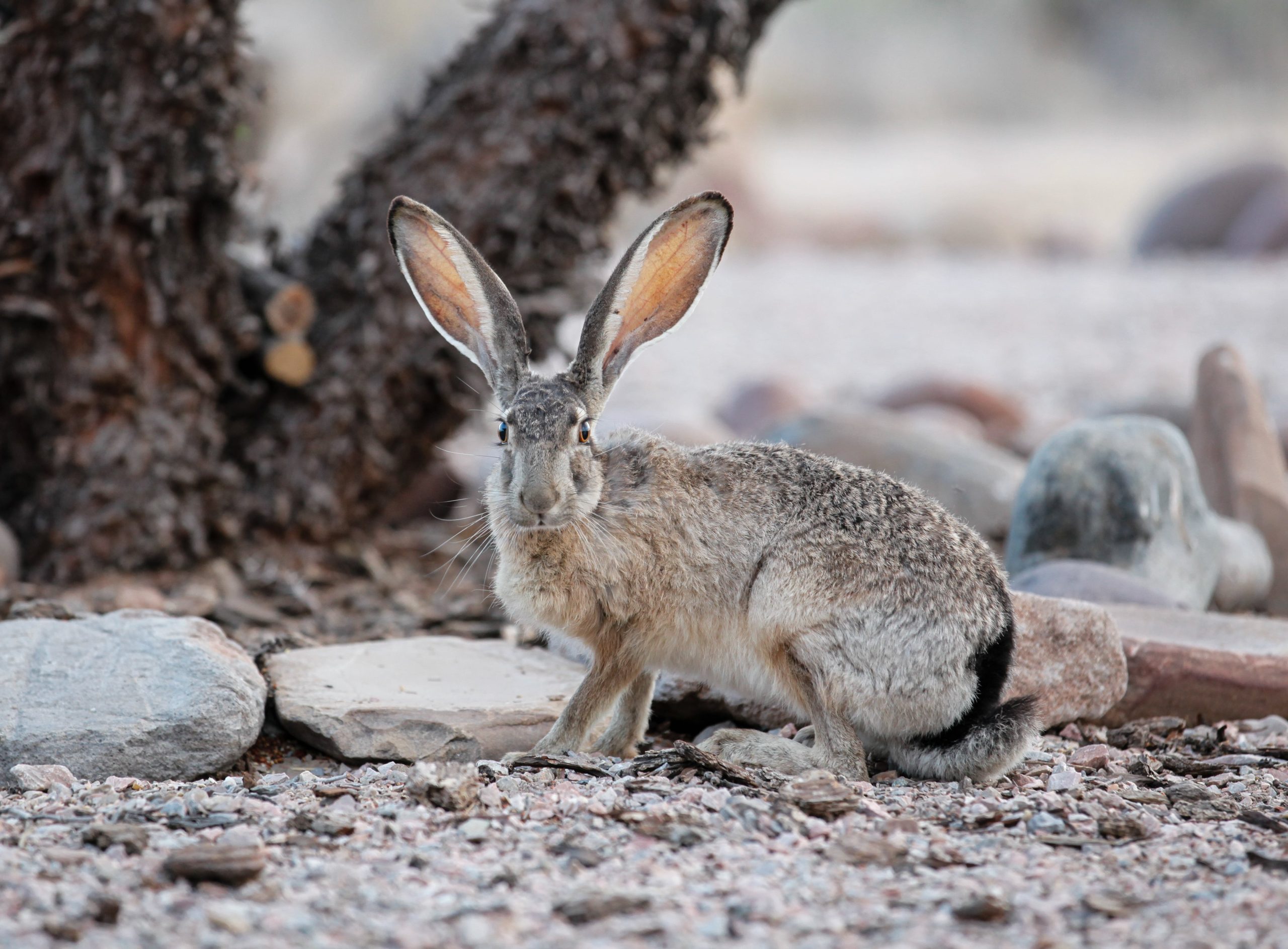 Blacktailed Jackrabbit NDOW