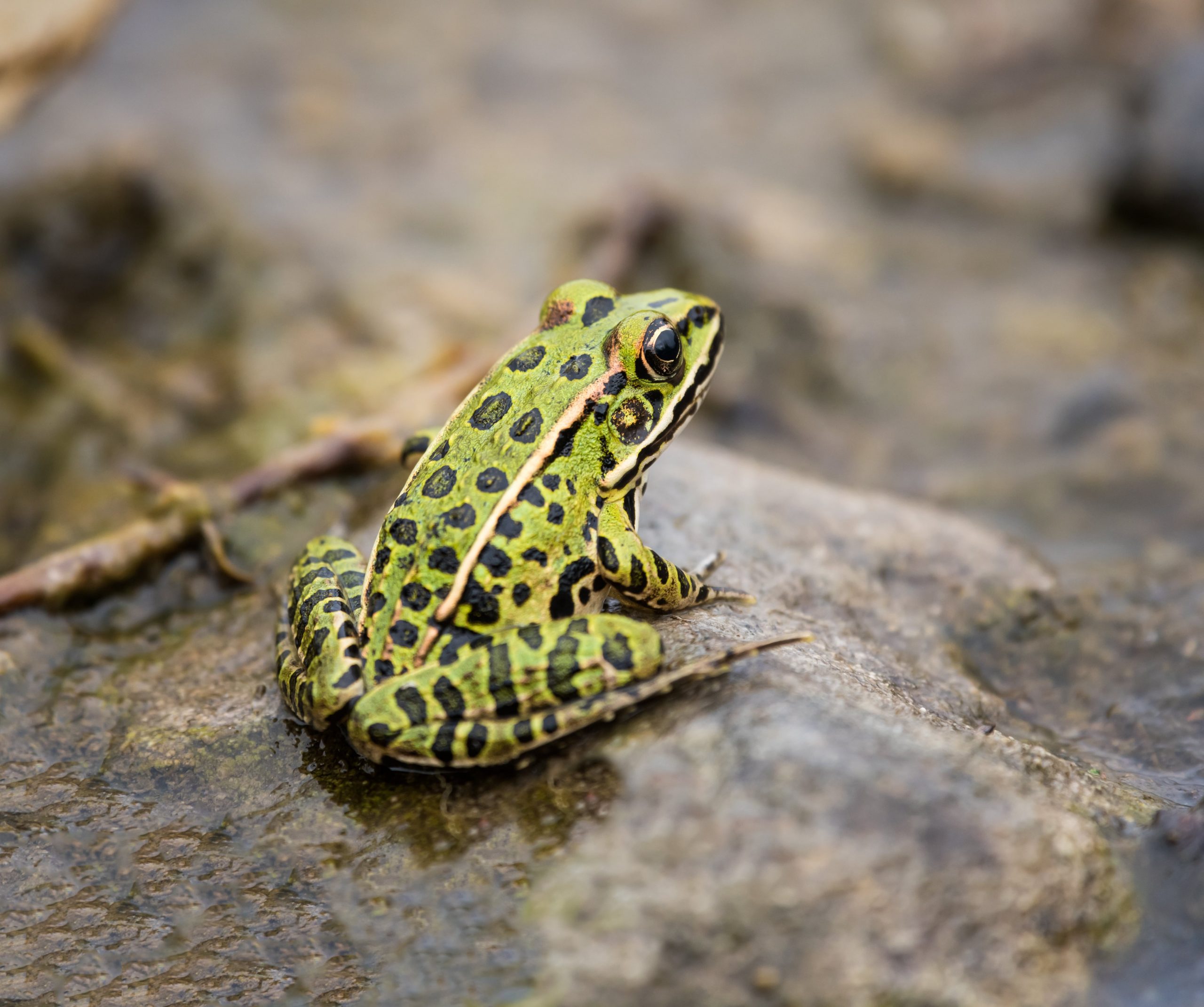 Leopard Frog Eating