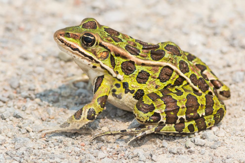 Northern Leopard Frog NDOW