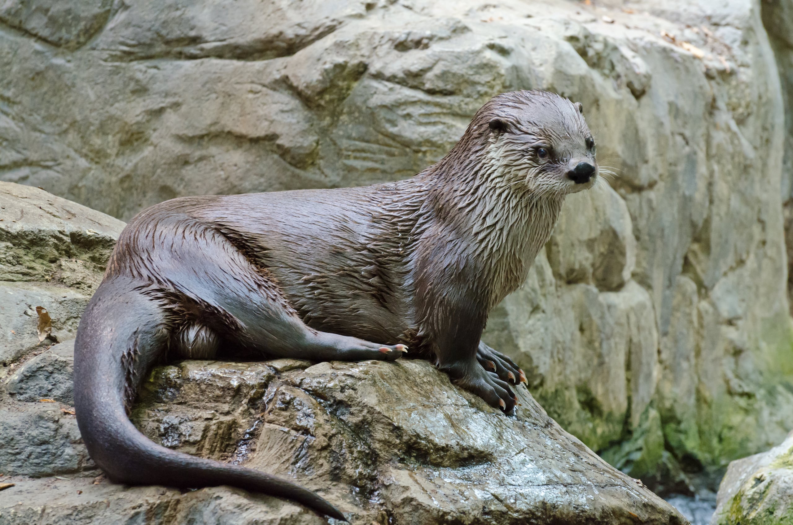 North American River Otter NDOW