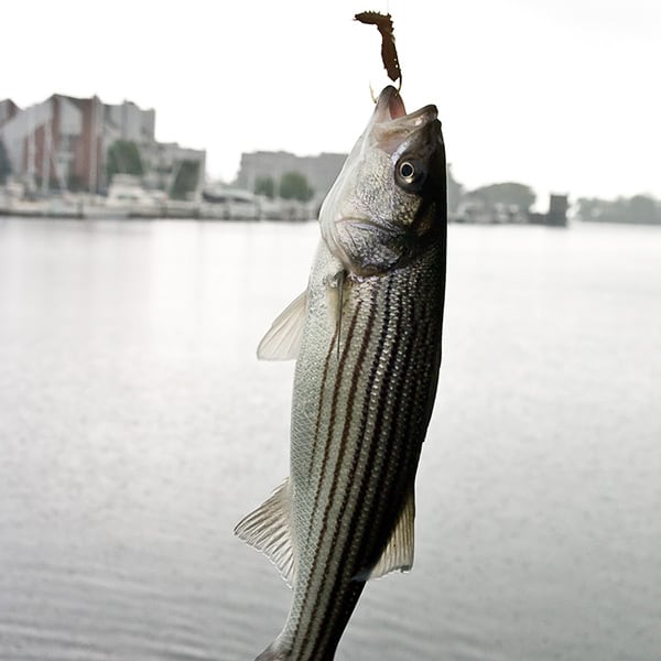 Striped Bass NDOW